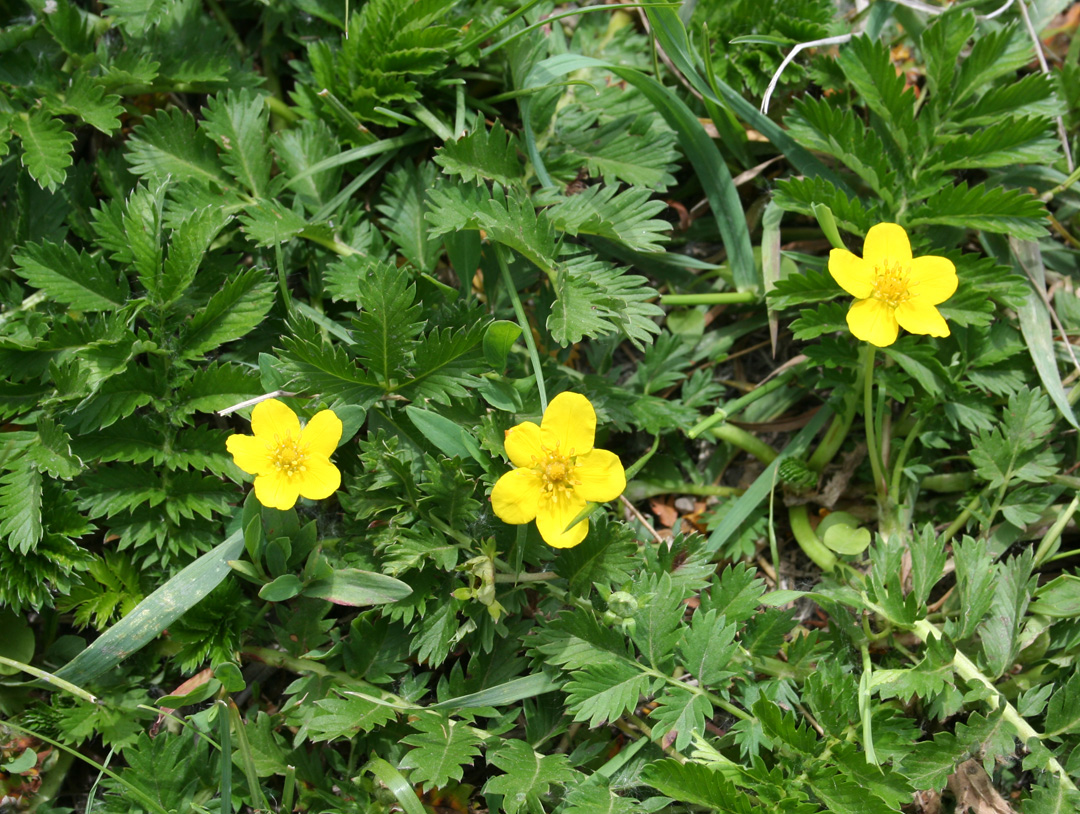 Image of Potentilla anserina specimen.