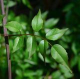 Podranea ricasoliana