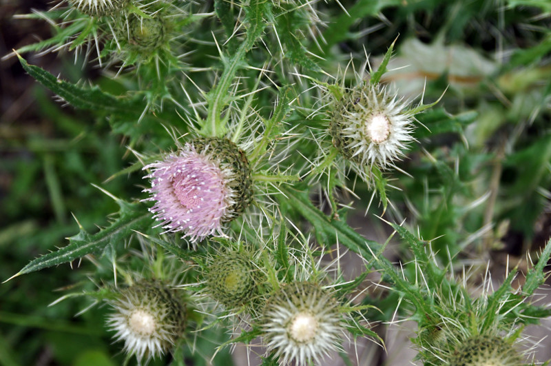 Image of Cirsium echinus specimen.