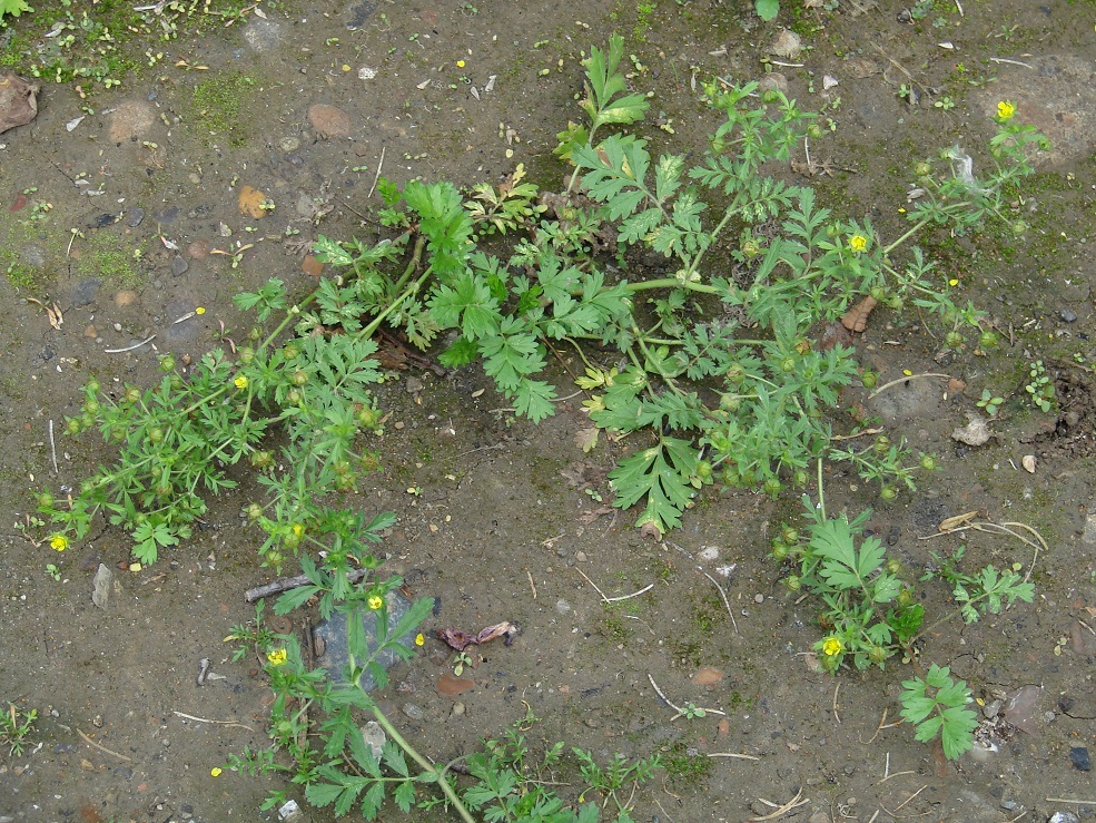 Image of Potentilla supina specimen.