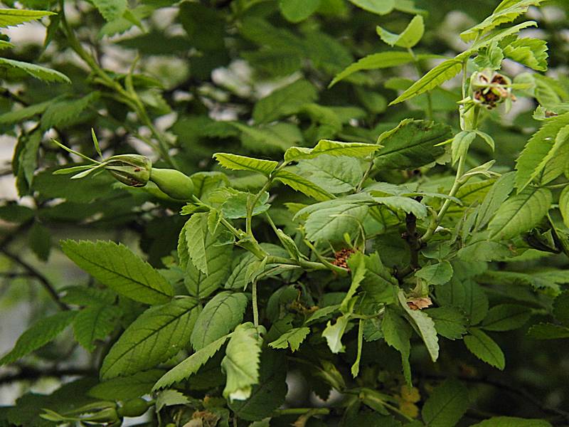 Image of Rosa acicularis specimen.