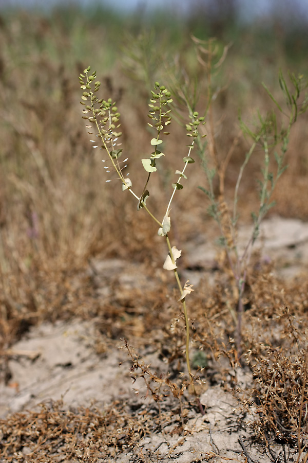 Image of Lepidium perfoliatum specimen.