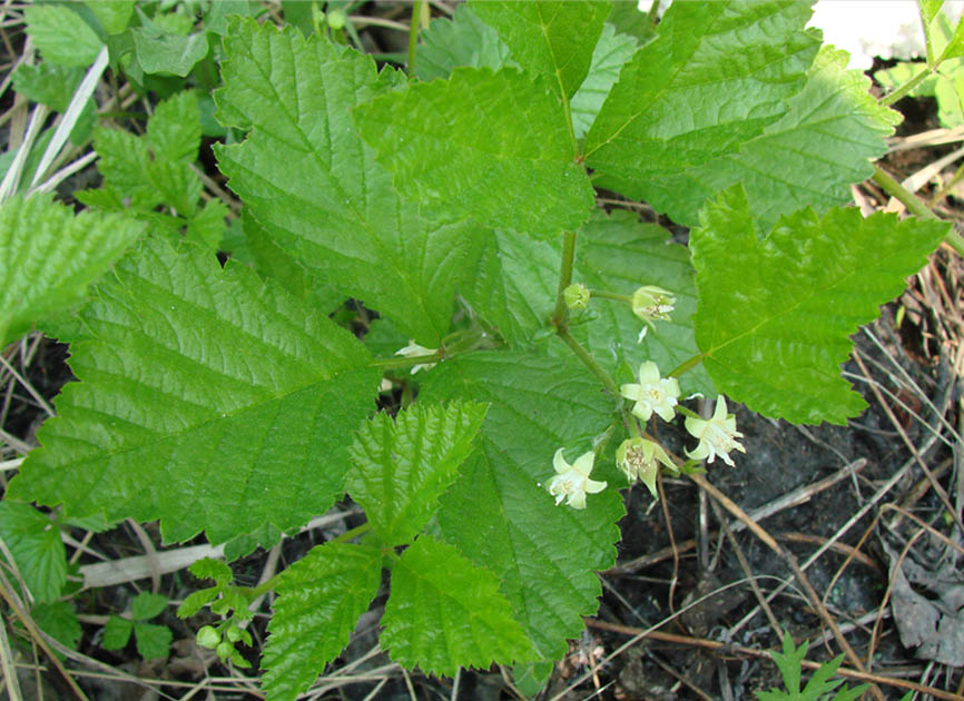 Image of Rubus saxatilis specimen.
