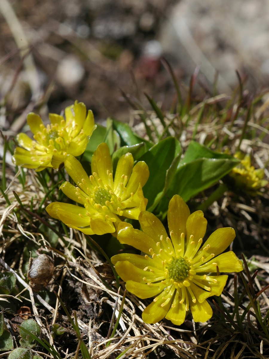 Image of Oxygraphis glacialis specimen.