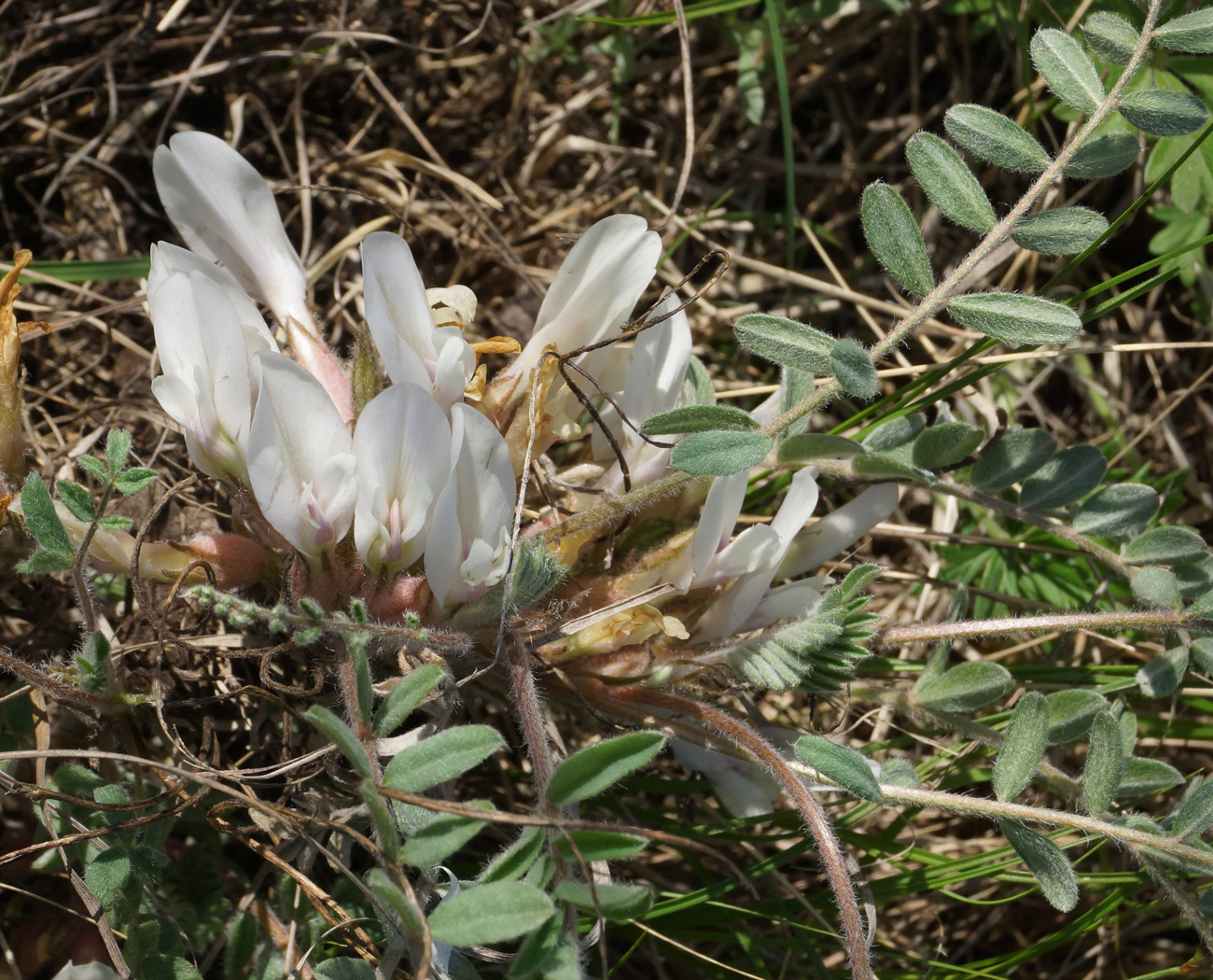 Image of Astragalus testiculatus specimen.