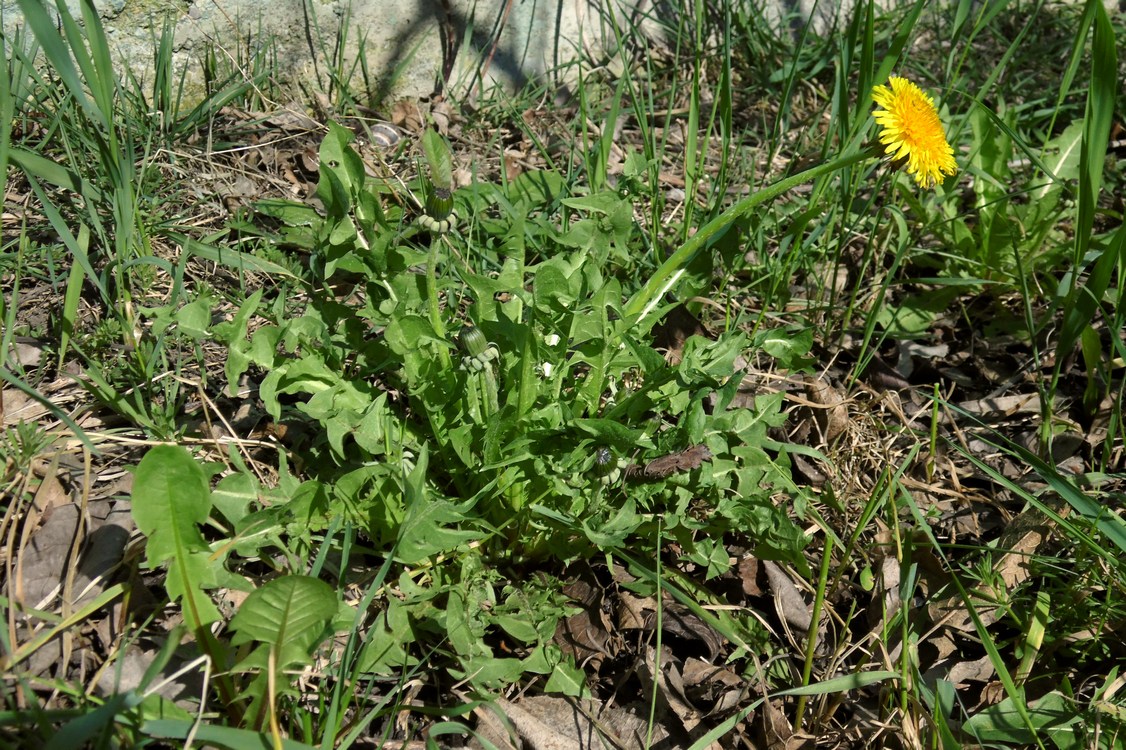 Image of genus Taraxacum specimen.