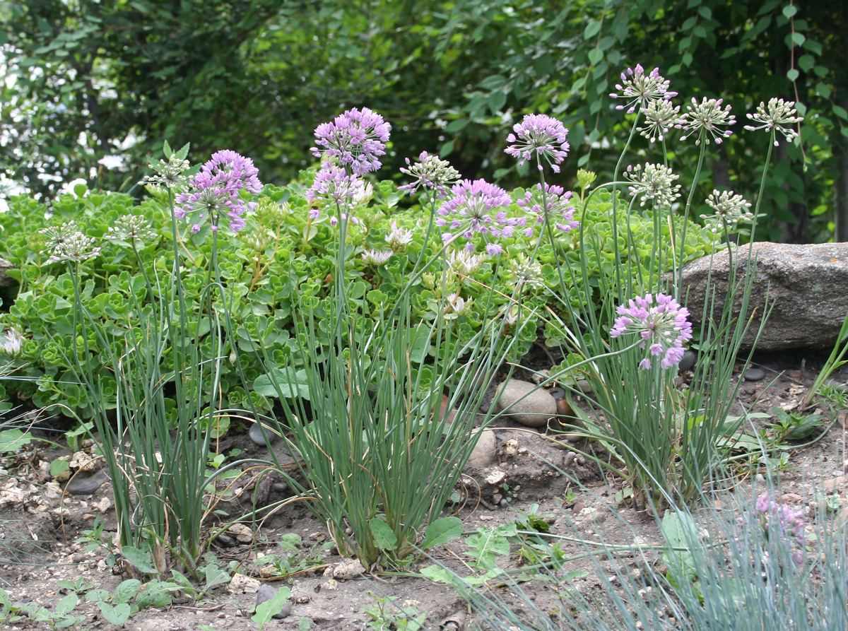 Image of Allium rubens specimen.