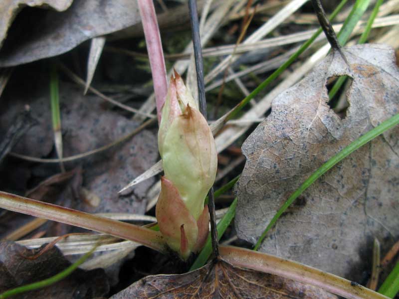 Image of Pyrola incarnata specimen.