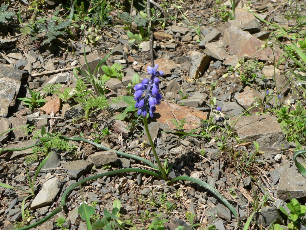 Image of Muscari armeniacum specimen.