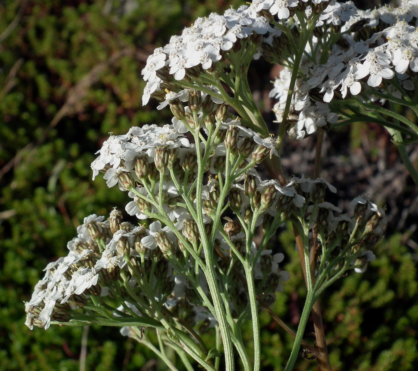 Изображение особи Achillea apiculata.