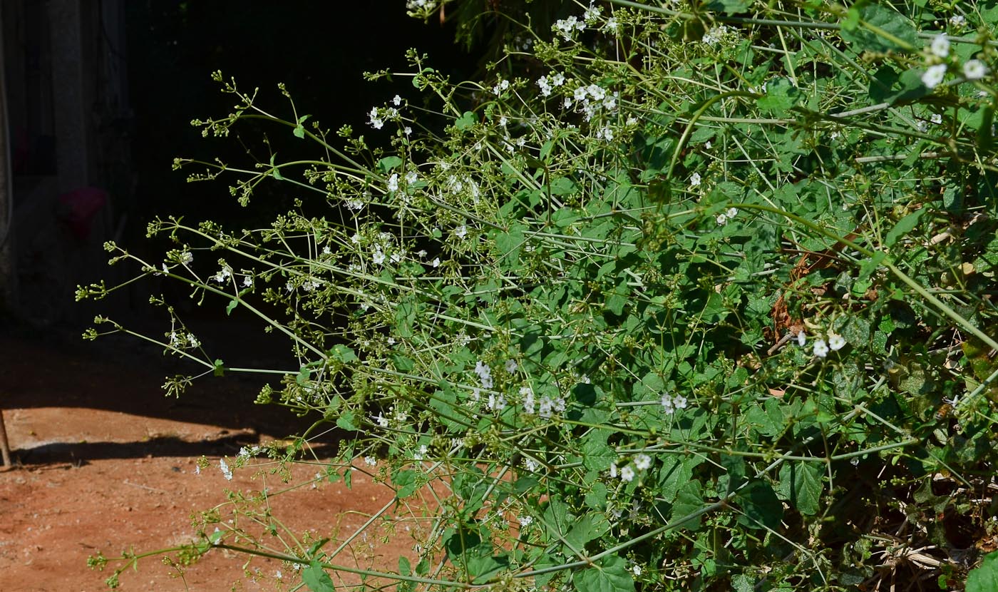 Image of Commicarpus plumbagineus specimen.