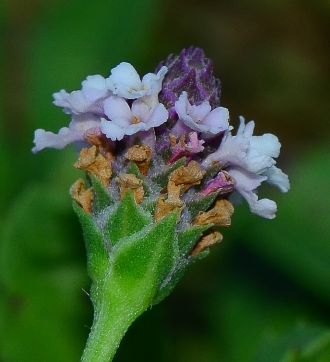 Image of Lippia nodiflora specimen.