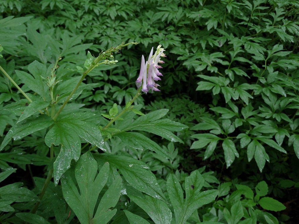 Image of Corydalis gigantea specimen.