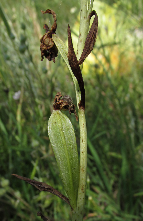 Image of Ophrys oestrifera specimen.