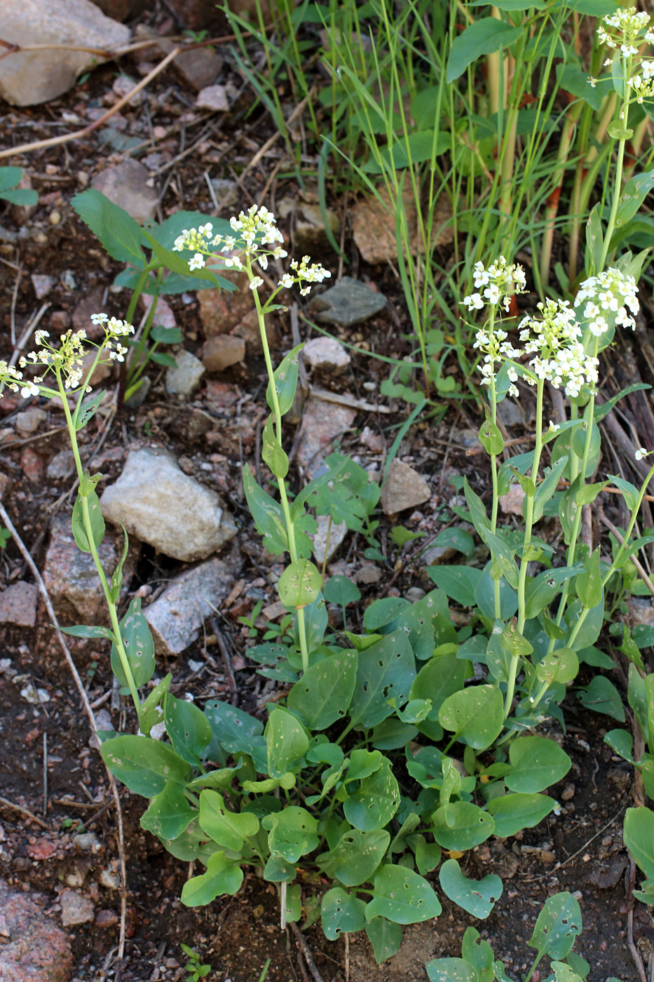 Image of Eutrema integrifolium specimen.