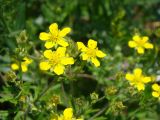 Potentilla argentea. Верхушки цветущего растения. Пензенская обл., Нижнеломовский р-н, с. Вирга, открытый склон южной экспозиции у опушки саженого соснового леса. 4 июня 2014 г.