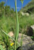 Bupleurum nordmannianum