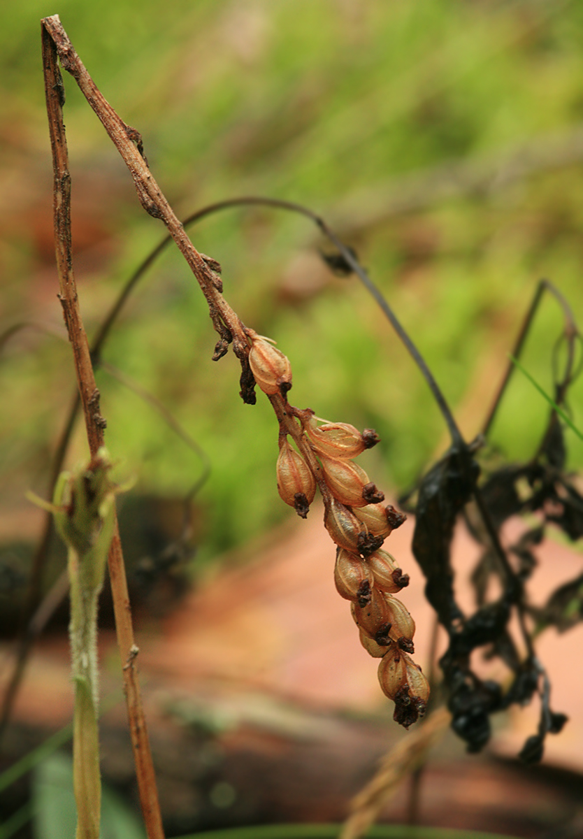 Изображение особи Goodyera repens.