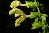 Salvia glutinosa. Часть соцветия. Республика Адыгея, Майкопский р-н, ок. 1 км севернее пос. Хамышки, южный склон горы Монах, выс. ок. 1000 м н.у.м., лиственный лес (дуб, граб, бук, осина), у тропы. 21.08.2016.