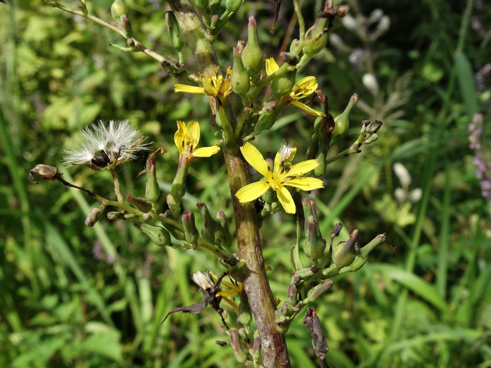 Image of Lactuca raddeana specimen.