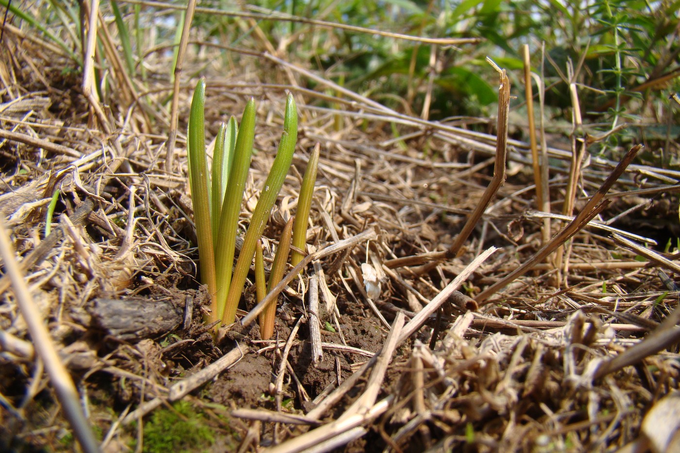 Image of Muscari neglectum specimen.