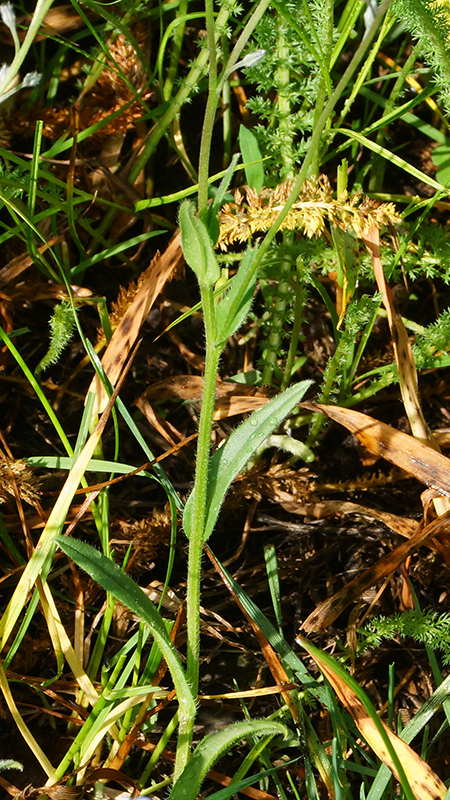 Изображение особи Myosotis imitata.