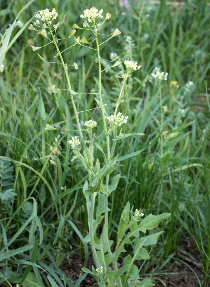 Image of Capsella orientalis specimen.