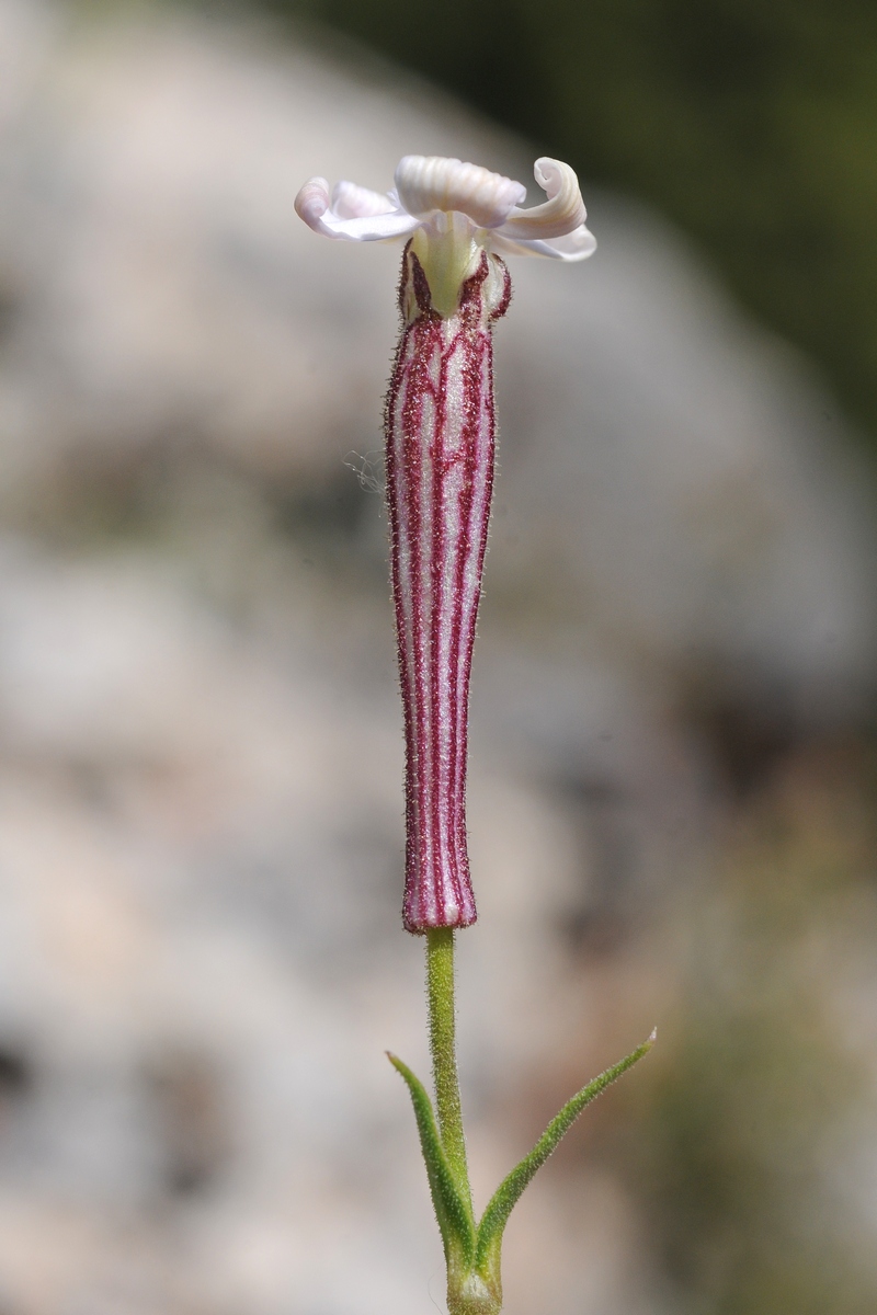 Image of Silene guntensis specimen.