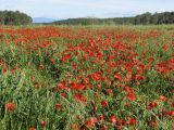 Papaver rhoeas