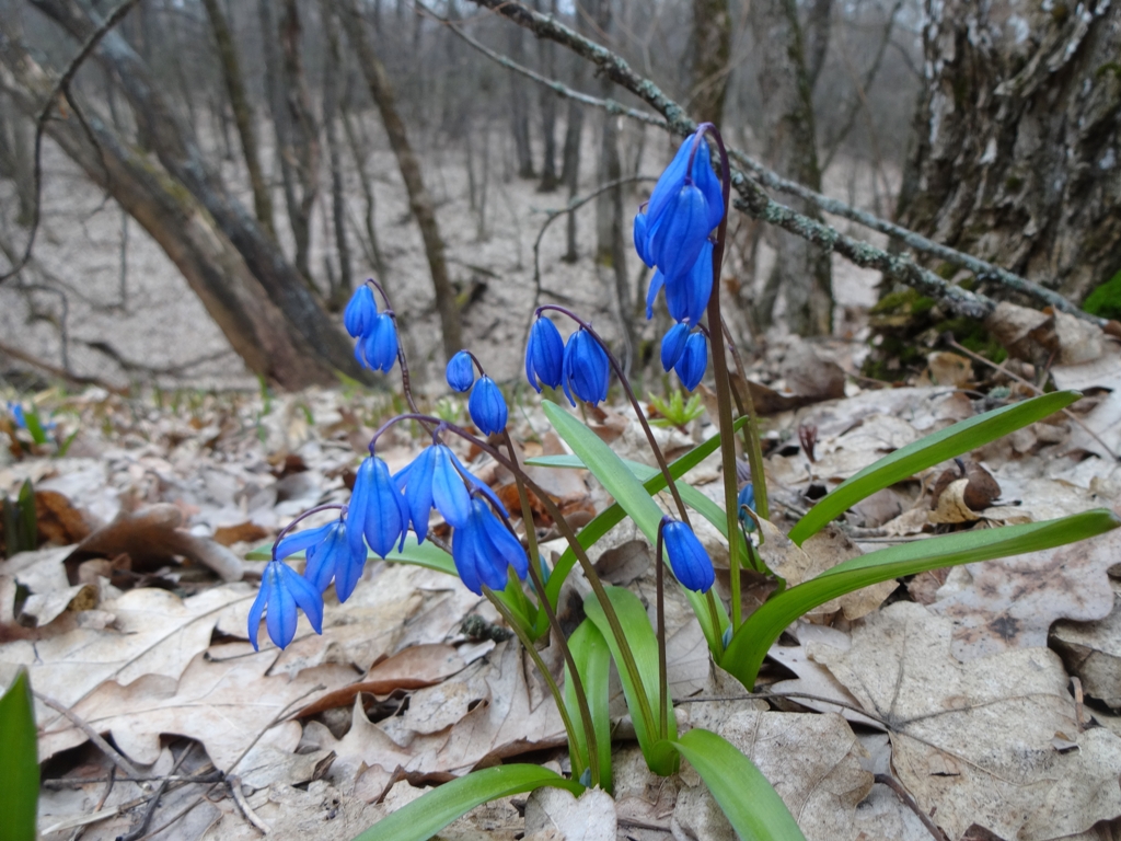 Изображение особи Scilla siberica.