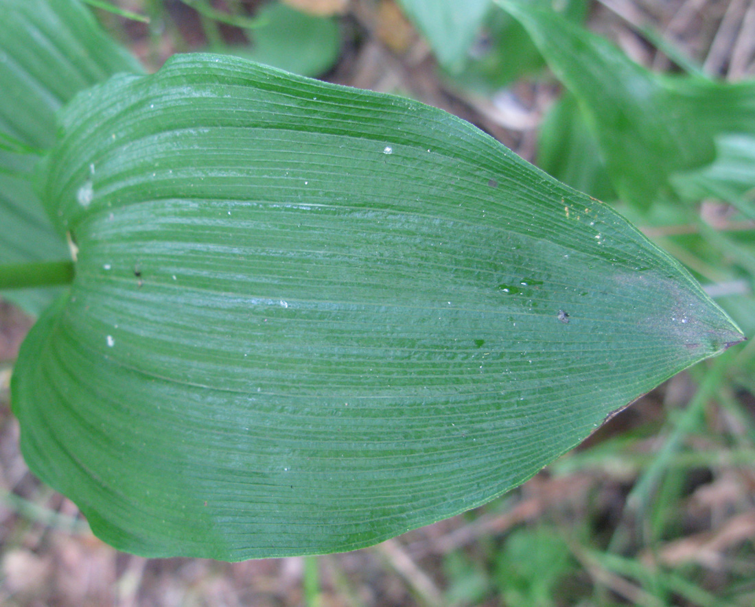 Изображение особи Epipactis helleborine.