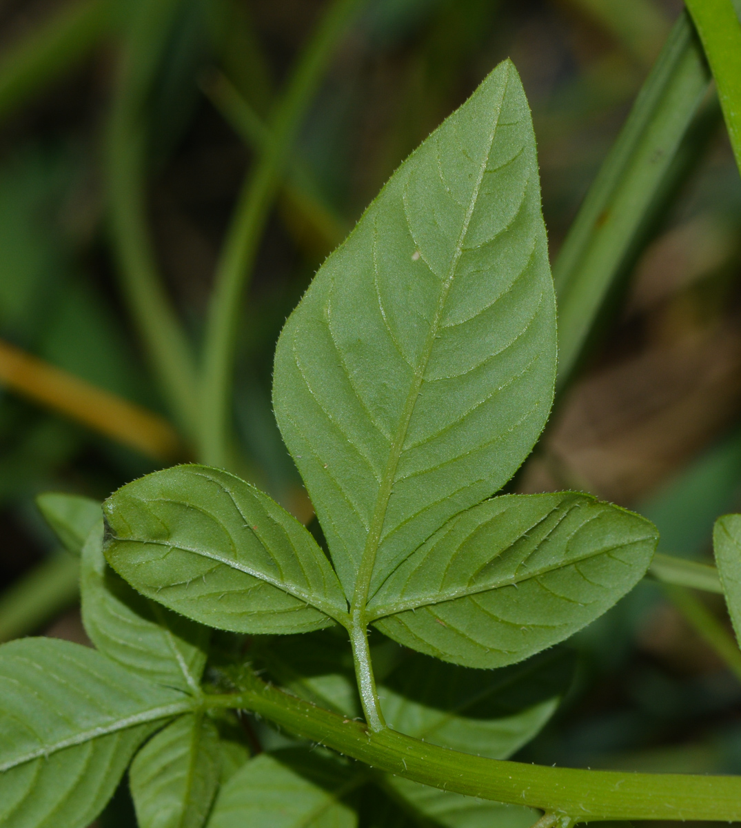 Image of Cleome rutidosperma specimen.