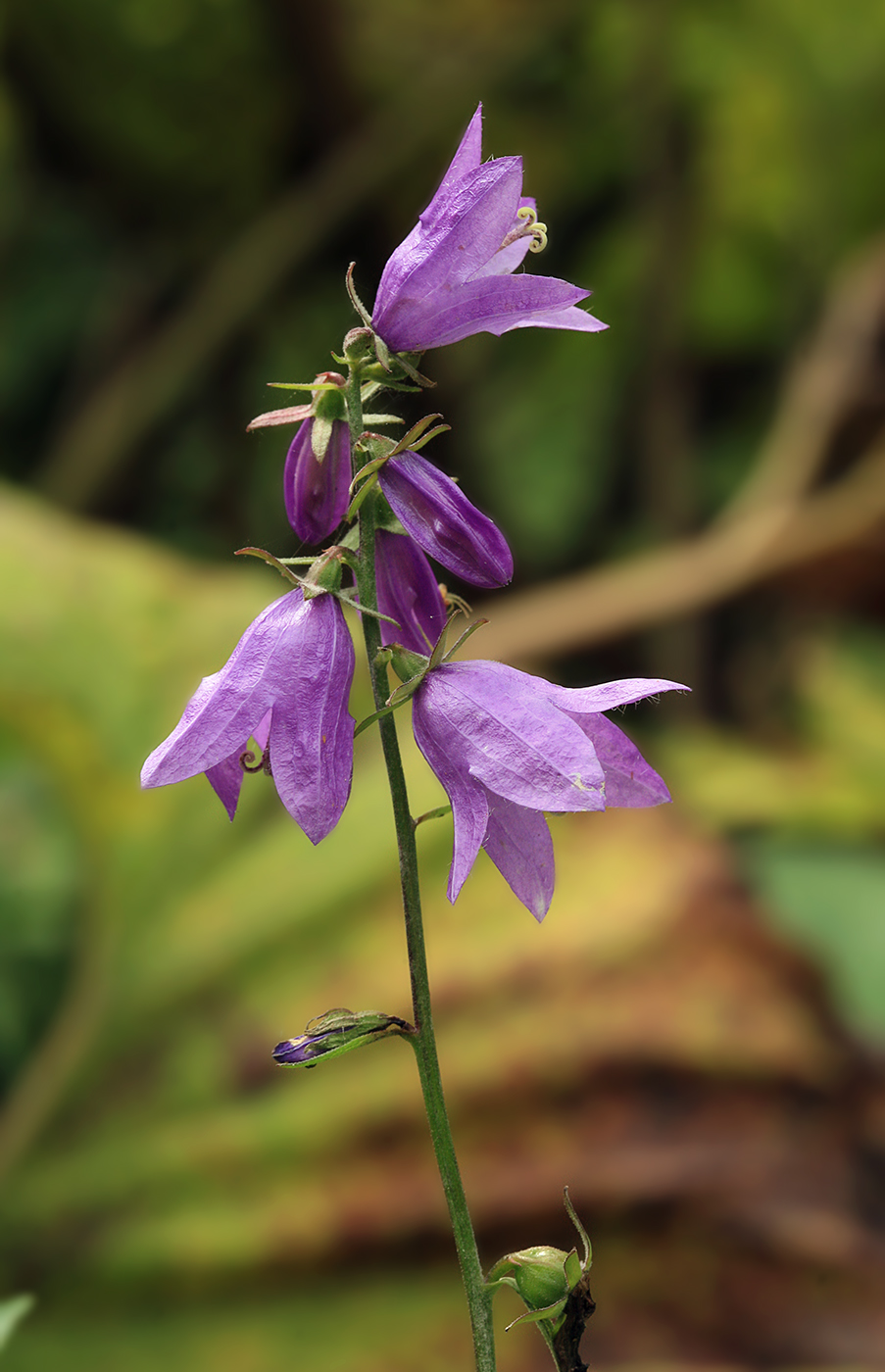 Image of Campanula rapunculoides specimen.