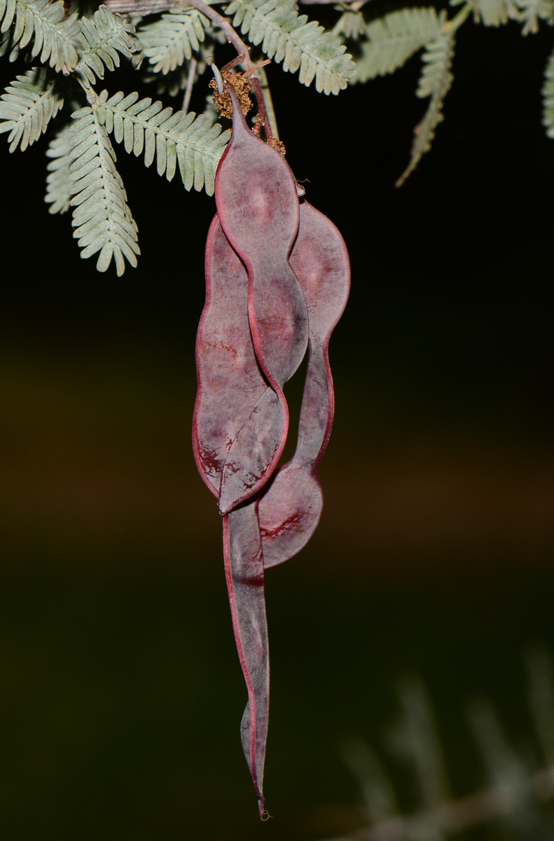 Image of Acacia baileyana specimen.