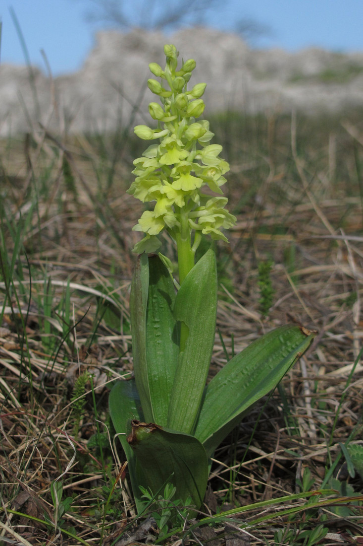 Image of Orchis pallens specimen.