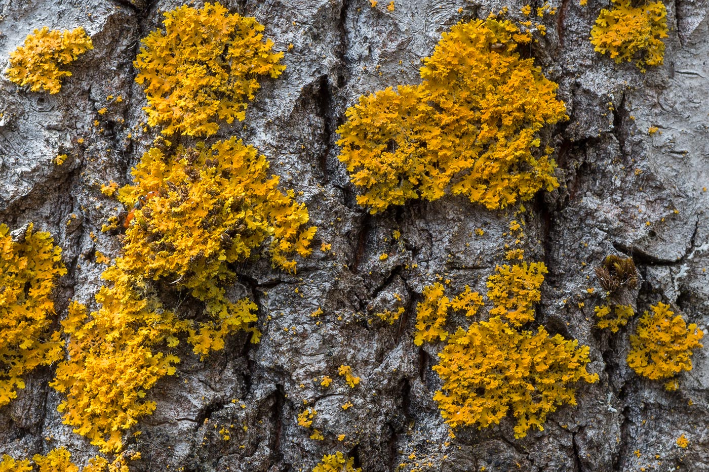 Image of Oxneria ulophyllodes specimen.