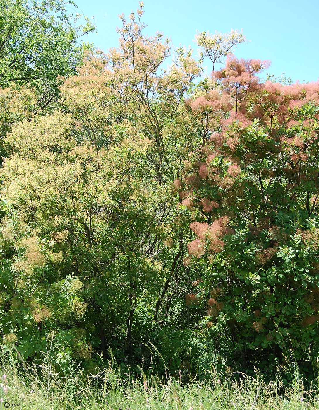 Image of Cotinus coggygria specimen.