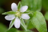 Moehringia trinervia