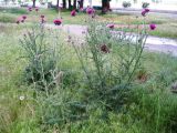 Carduus uncinatus. Цветущее растение. Волгоград, Набережная, заброшенный газон. 19.05.2017.