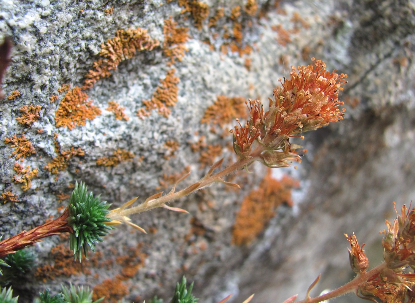 Image of Saxifraga juniperifolia specimen.