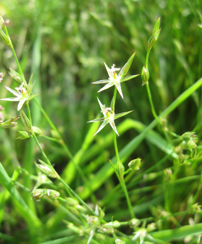 Изображение особи Juncus bufonius.