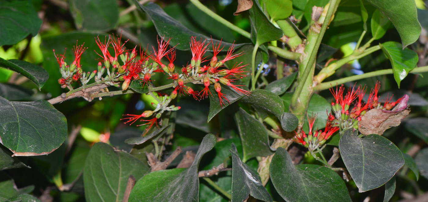 Image of Combretum microphyllum specimen.