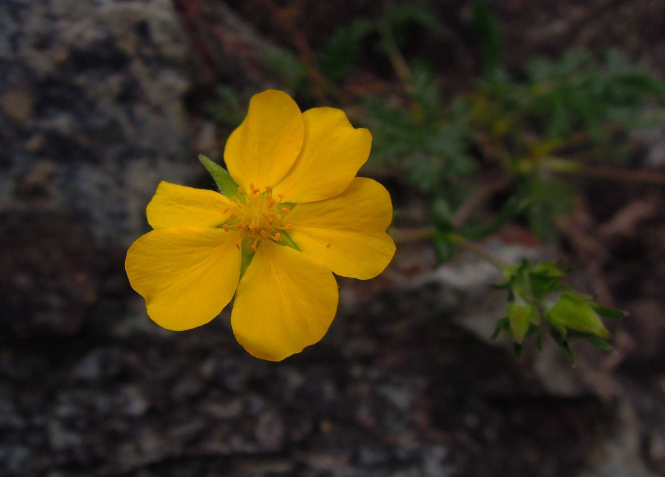 Image of Potentilla czerepninii specimen.