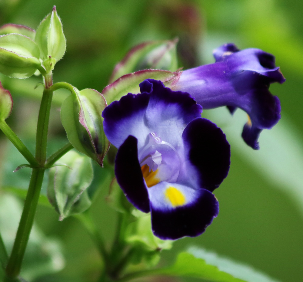 Image of Torenia fournieri specimen.