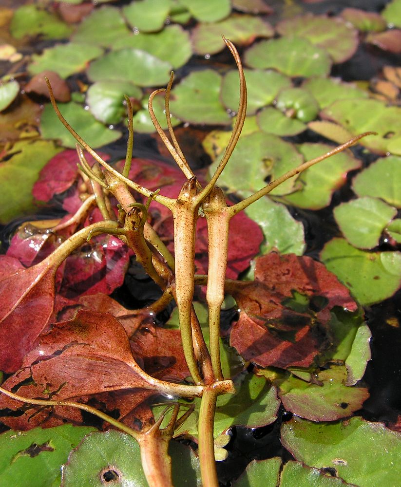 Image of Trapella sinensis specimen.