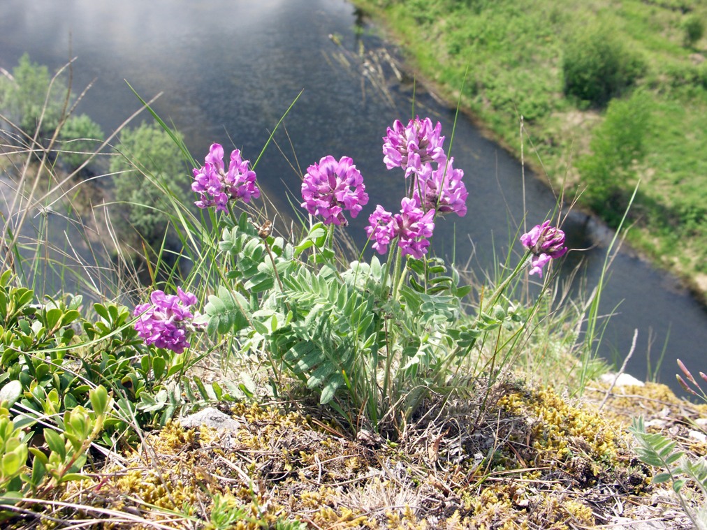 Image of Oxytropis ivdelensis specimen.