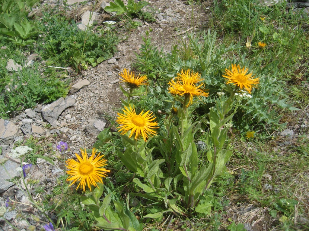 Image of Inula orientalis specimen.