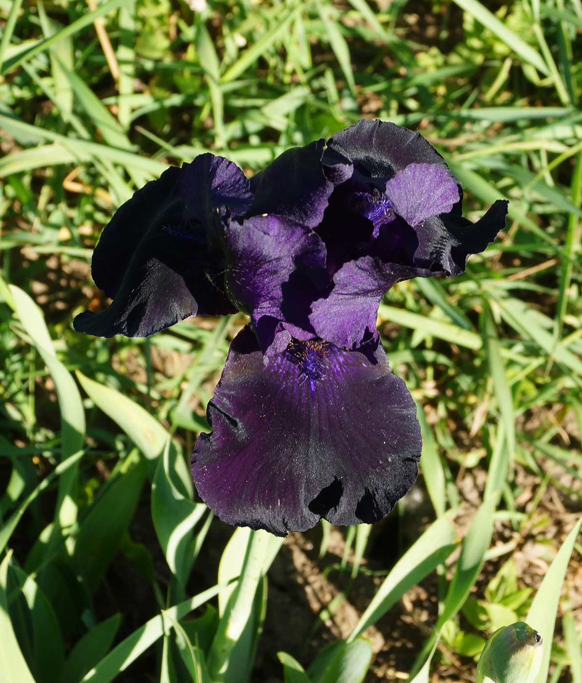 Image of Iris &times; hybrida specimen.