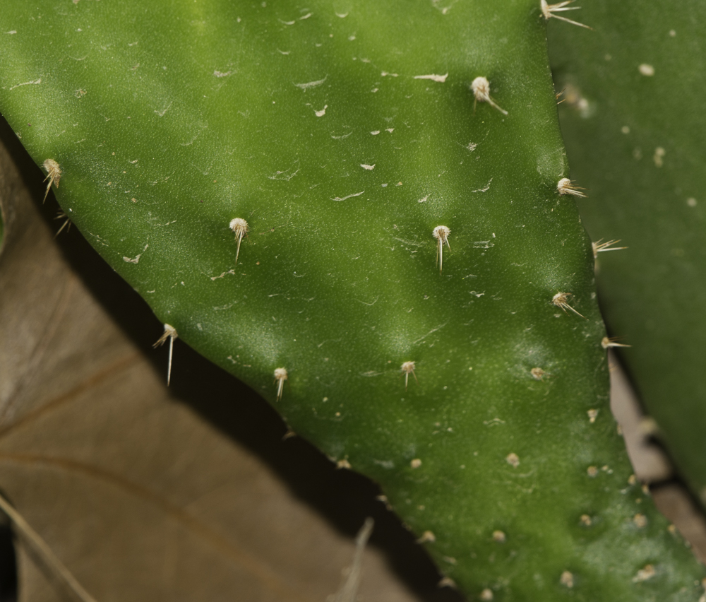 Image of Opuntia cochenillifera specimen.