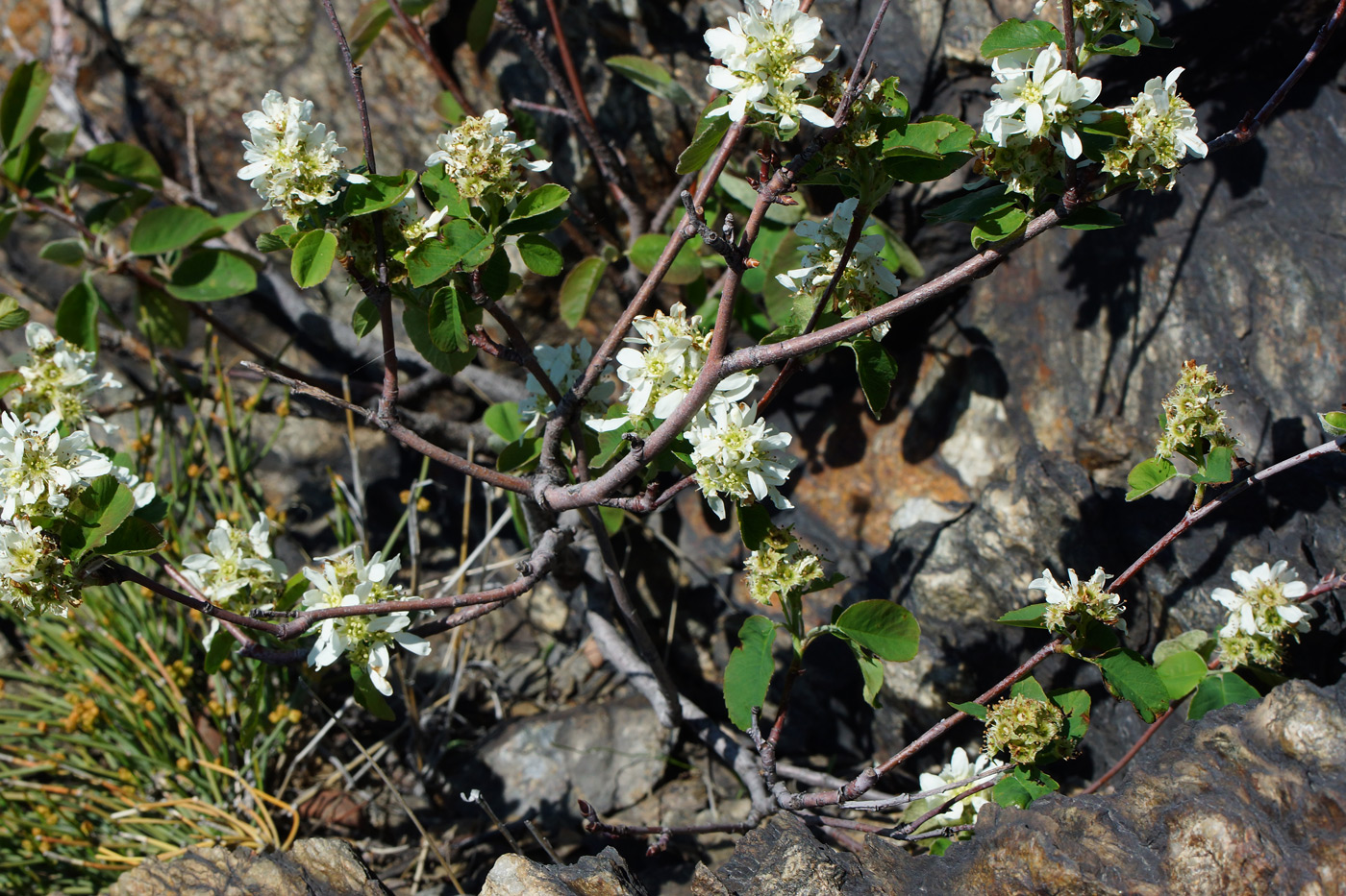 Image of Amelanchier ovalis specimen.